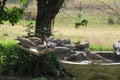 Closeup of a flock of doves and finches eating from a bird feeder and drinking water from a bird bath