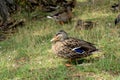 Closeup of a flock of ducks, Anas platyrhynchos domesticus sitting in a green field