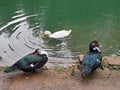 Closeup of a flock of ducks at a pond