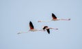 Closeup of the flock of flamingos flying in the sky.