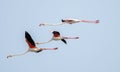 Closeup of the flock of flamingos flying in the sky.