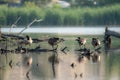 Closeup of a flock of geese on a pond on a sunny day