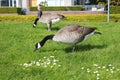 Closeup of a flock of geese strolling leisurely across a lush green lawn on a sunny day