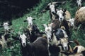 Closeup of a flock of goats in nature during the daytime