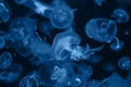 Closeup flock of jellyfish aurelia on dark navy background. Color of the year 2020 - Classic Blue