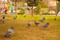 Closeup of flock of pigeons searching for food in a green lawn in a park Royalty Free Stock Photo