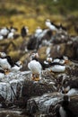 Closeup of a flock of puffins on a rocky shore of the Farne Islands in Northumberland, England Royalty Free Stock Photo