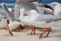 Closeup flock Seagulls birds on white sand surf beach Australia