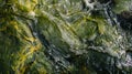 A closeup of a flocked and discolored stream its once crystalclear water now obscured by thriving algae colonies