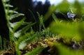 Closeup of the floor in the forrest, moss, fern and a flower Royalty Free Stock Photo