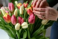 closeup of florists hands arranging tulips in a vase
