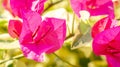 Closeup of pink bougainvillea flower