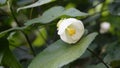 Closeup of flower of Abutilon lucky lantern white, Flowering Maple Royalty Free Stock Photo