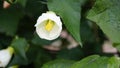 Closeup of flower of Abutilon lucky lantern white, Flowering Maple Royalty Free Stock Photo