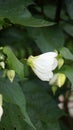 Closeup of flower of Abutilon lucky lantern white, Flowering Maple Royalty Free Stock Photo