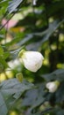 Closeup of flower of Abutilon lucky lantern white, Flowering Maple Royalty Free Stock Photo