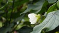 Closeup of flower of Abutilon lucky lantern white, Flowering Maple Royalty Free Stock Photo