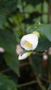 Closeup of flower of Abutilon lucky lantern white, Flowering Maple Royalty Free Stock Photo