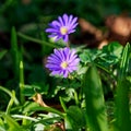 Purple blooming Anemone blanda in green grasses. Bokeh