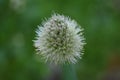 Flowering Spring Onion seed head Royalty Free Stock Photo