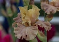 Closeup of flower bearded colorful iris. Macro photo.