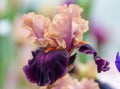 Closeup of flower bearded colorful iris. Macro photo.