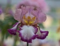 Closeup of flower bearded colorful iris. Macro photo.