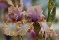 Closeup of flower bearded colorful iris. Macro photo.