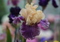 Closeup of flower bearded colorful iris. Macro photo.