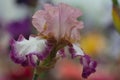 Closeup of flower bearded colorful iris. Macro photo.