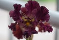 Closeup of flower bearded colorful iris. Macro photo.