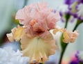 Closeup of flower bearded dainty peachy pink iris. Macro photo.