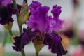 Closeup of flower bearded dainty purple violet iris. Macro photo.