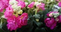 Closeup of flower bed with blooming flowers and buds of terry pink levkoy Matthiola incana among dense foliage in garden