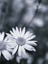 Closeup flower in black and white image, common daisy flower for background ,old style photo, macro image, blurred flower