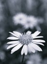 Closeup flower in black and white image, common daisy flower for background ,old style photo, macro image, blurred flower