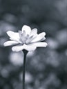 Closeup flower in black and white image, Zinnia flower for background ,old style photo, macro image, blurred flower