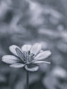 Closeup flower in black and white image, Zinnia flower for background ,old style photo, macro image, blurred flower