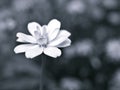 Closeup flower in black and white image, Zinnia flower for background ,old style photo, macro image, blurred flower