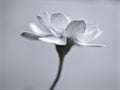 Closeup flower in black and white image, Zinnia flower for background ,old style photo, macro image, blurred flower