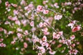 Closeup flower blossom in springtime. Colorful bright petal and vivid leaf. Macro softness picture, elegant decorative Royalty Free Stock Photo