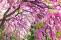 Closeup flower blossom in springtime. Colorful bright petal and vivid leaf. Macro softness picture, elegant decorative