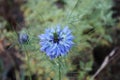 Closeup of a flower blue Love in a mist, Nigella damascena on the green backgrounds. Royalty Free Stock Photo