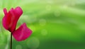Closeup of flower on bokeh green natural background. Beautiful template for banners or cards design. Vector