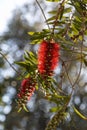 The flower of a bottlebrushes tree Royalty Free Stock Photo