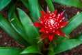 Closeup of the flower of a bromelia guzmania magnifica plant, tropical plant specie from America