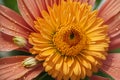 Closeup flower chrysanthemum petals botanical bright detail