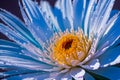 Closeup flower chrysanthemum petals botanical