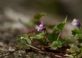 Closeup of Ivy-leaved toadflax Royalty Free Stock Photo