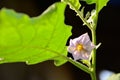 Closeup flower of eggplant, solanum laciniatum. Fresh eggplant o